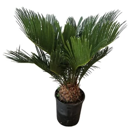 Cycas revoluta