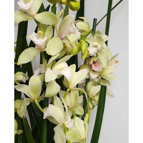 Cymbidium fehér színben, csónakorchidea