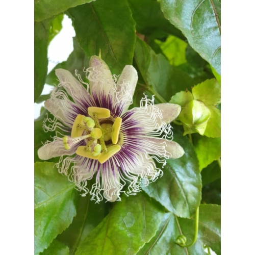 Golgota-Passiflora Edulis