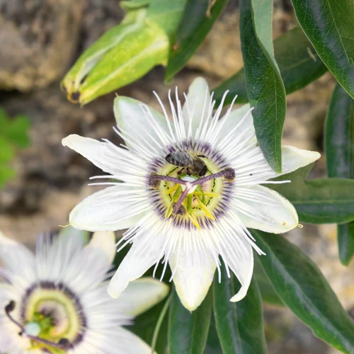 Passiflora caerulea 'Constance Elliot'