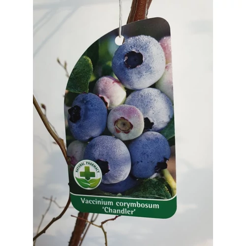 Vaccinium corymbosum 'Chandler' – Kék áfonya