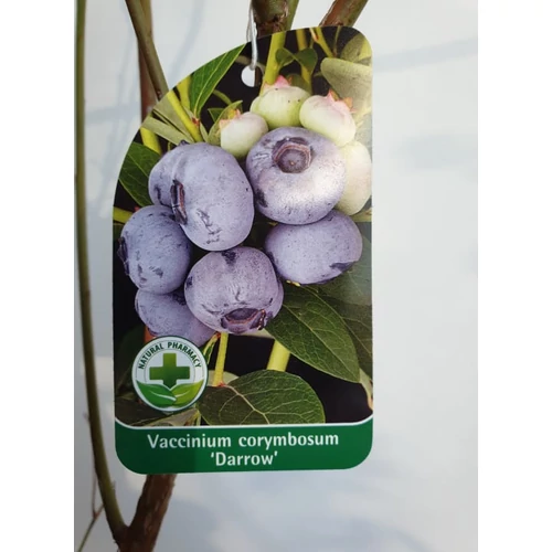 Vaccinium corymbosum 'Darrow' - Magasbokrú kék áfonya