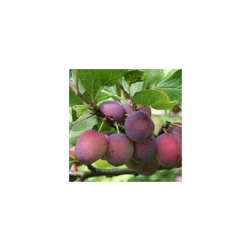 Prunus Domestica &quot;Opal&quot; szilva balkon gyümölcsfa
