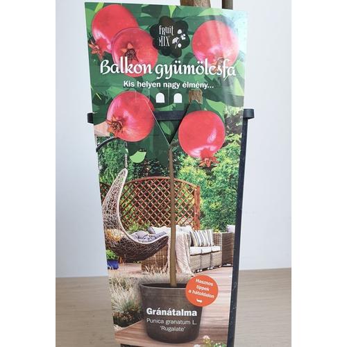 Punica granatum 'Rugalate' – Gránátalma