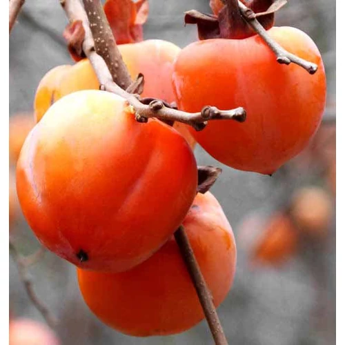 Diospyros kaki 'Rojo / Rosso Brillante' - Datolyaszilva (kakiszilva)