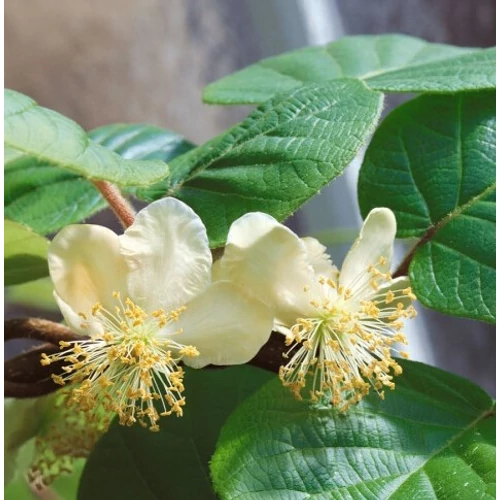 actinidia_deliciosa_atlas_2