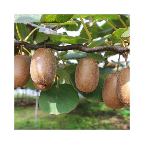 actinidia_deliciosa_jenny_kiwi_