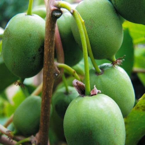 kiwi_berry_issai_