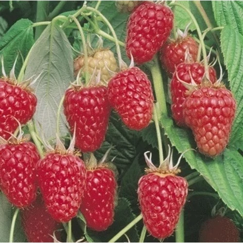 tulameen_malna_