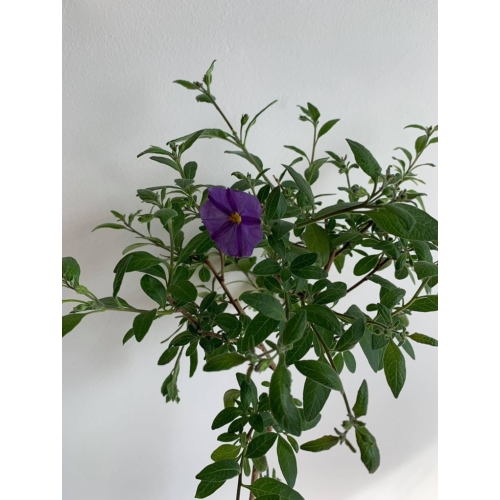 (Lycianthes rantonnetii vagy Solanum rantonnetii)