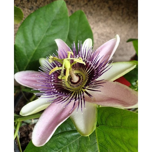 Passiflora Belotti