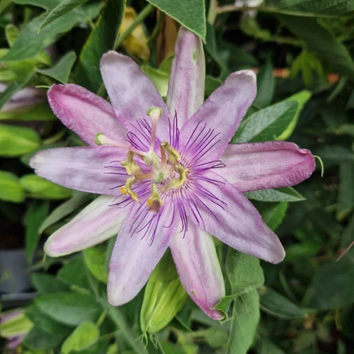 Passiflora_Anna_Flora_Golgota_