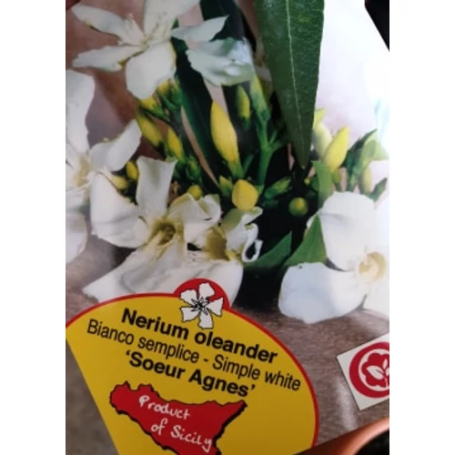 Törzses leander 50 cm magas