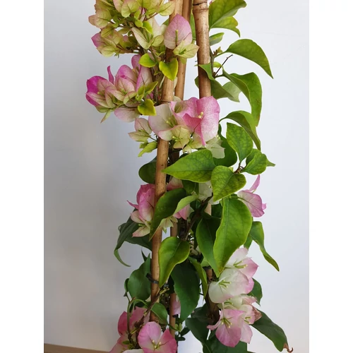 Bougainvillea-Murvafürt Tahitian Imperial 