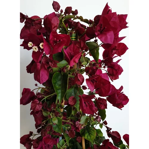 Bougainvillea-Murvafürt Bordó