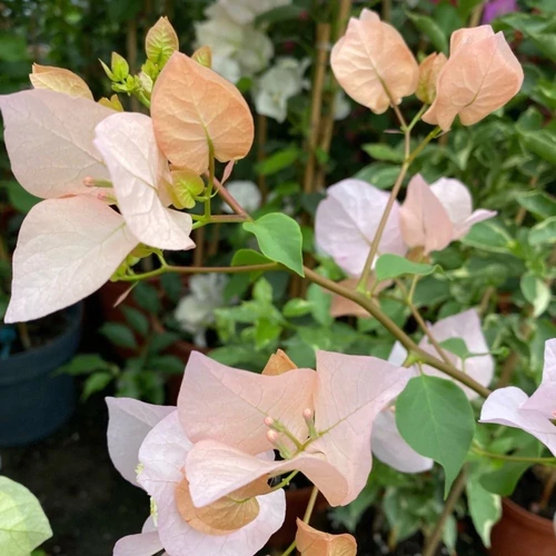 Bougainvillea Ada's Joy - Murvafürt 