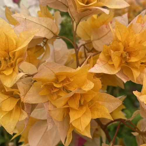 Bougainvillea Aussie gold