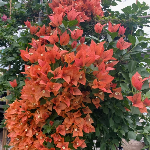 Bougainvillea Bois de Rose