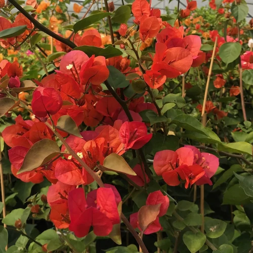 Bougainvillea Camarillo fiesta