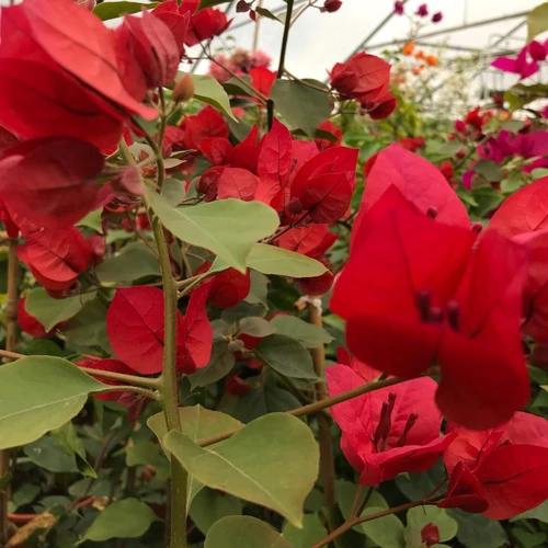 Bougainvillea Don Mario