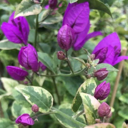 Bougainvillea Glabra Marmorata