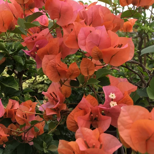 Bougainvillea Hawaiian Orange