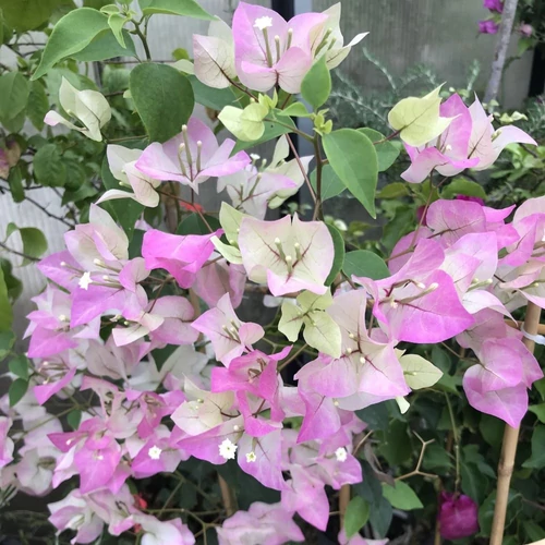 Bougainvillea Mary Palmer 