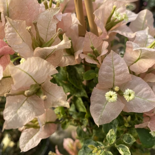 Bougainvillea Milo batik mini