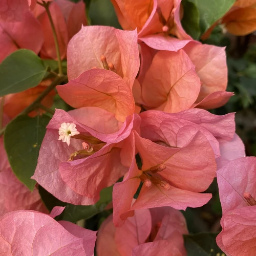 Bougainvillea Orange Diamond
