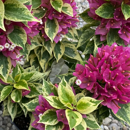 Bougainvillea Pixie variegata