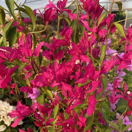 Bougainvillea Red Butterfly