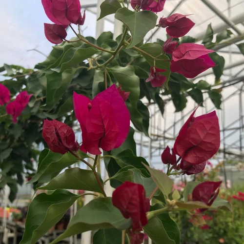 Bougainvillea Rubiana