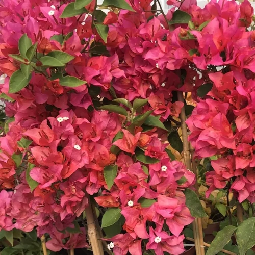 Bougainvillea Vilma Rozita