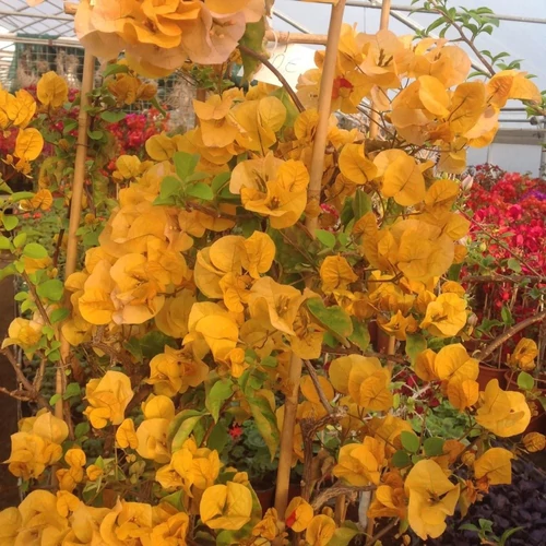 Bougainvillea Golden Tango
