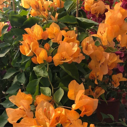 Bougainvillea Golden Tango