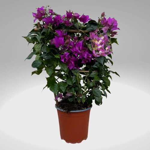 Törzses bougainvillea alexandra 