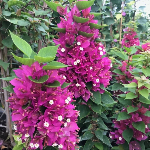 Bougainvillea Pink pixie