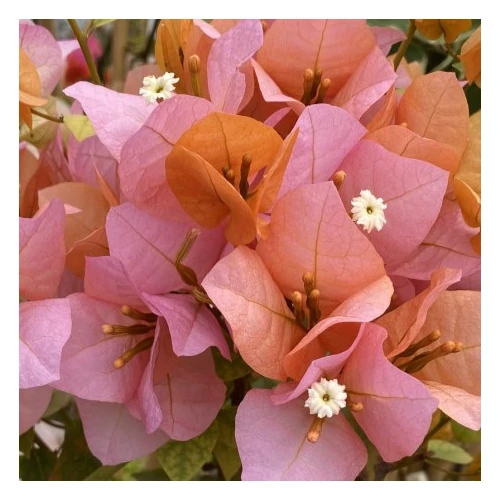 Bougainvillea Pink Clusters