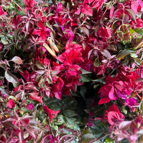 Bougainvillea-Murvafürt Bordó