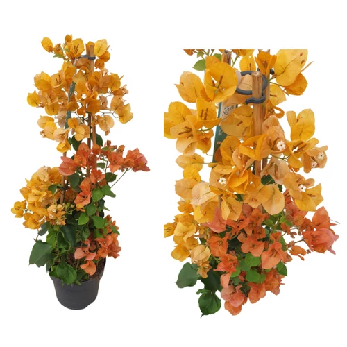 Bougainvillea-Murvafürt Sárga