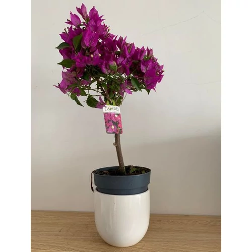 Törzses bougainvillea alexandra 