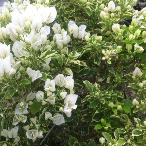 Bougainvillea Vanilla Ice
