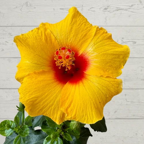d_tahiti_hibiszkusz_midi