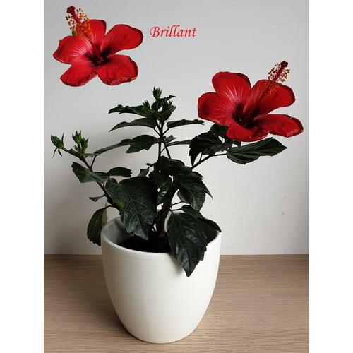 HIbiszkusz