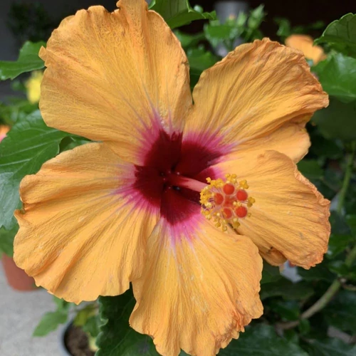 Hibiszkusz - nagy bokor