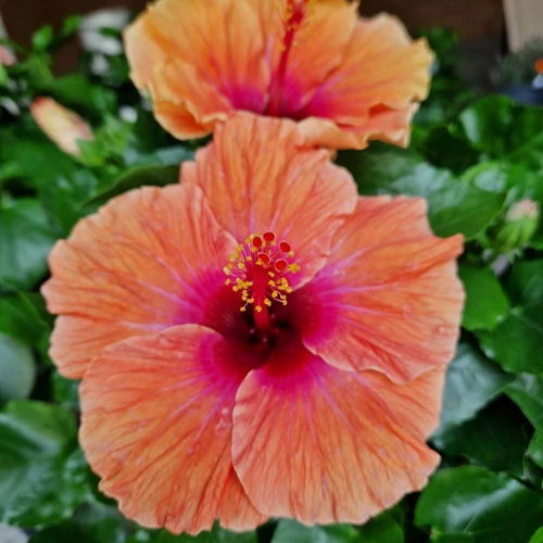 Hibiszkusz - nagy bokor