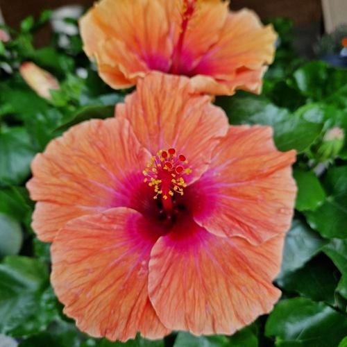 Hibiszkusz - nagy bokor