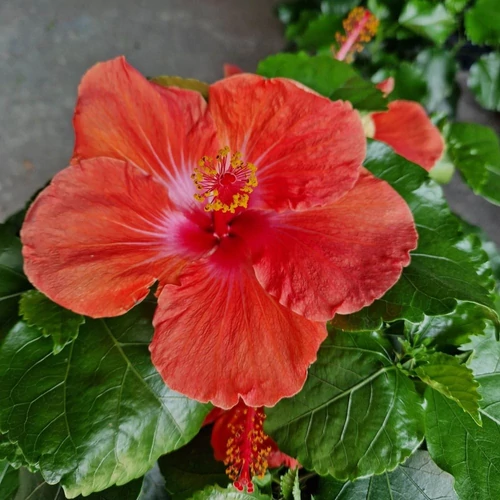 Hibiszkusz - nagy bokor