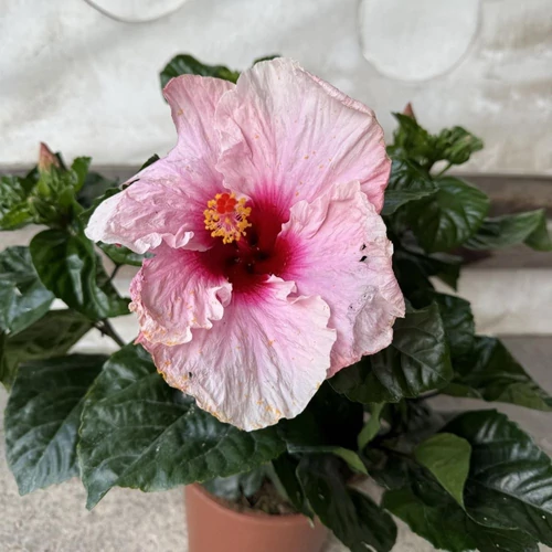 Hibiszkusz - nagy bokor