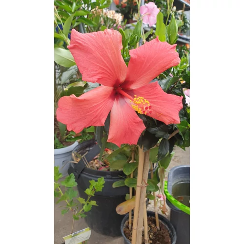 Törzses  Hibiszkusz - sárga virágú